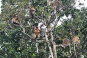 ProboscisMonkeys_Sukau_0254 (235)_m